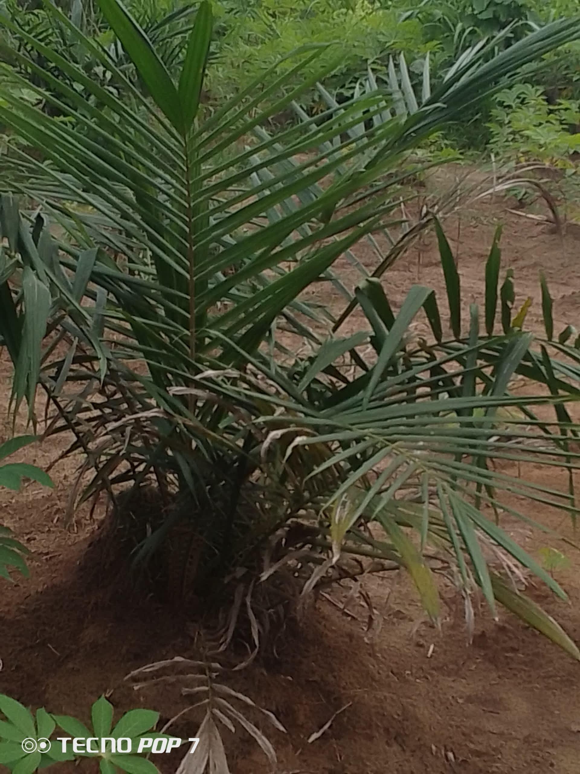 Young palm plantation for sale in Asa