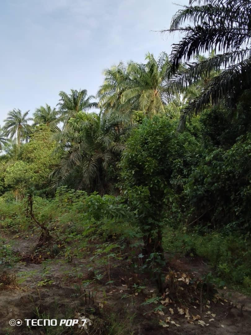 Virgin Land for sale