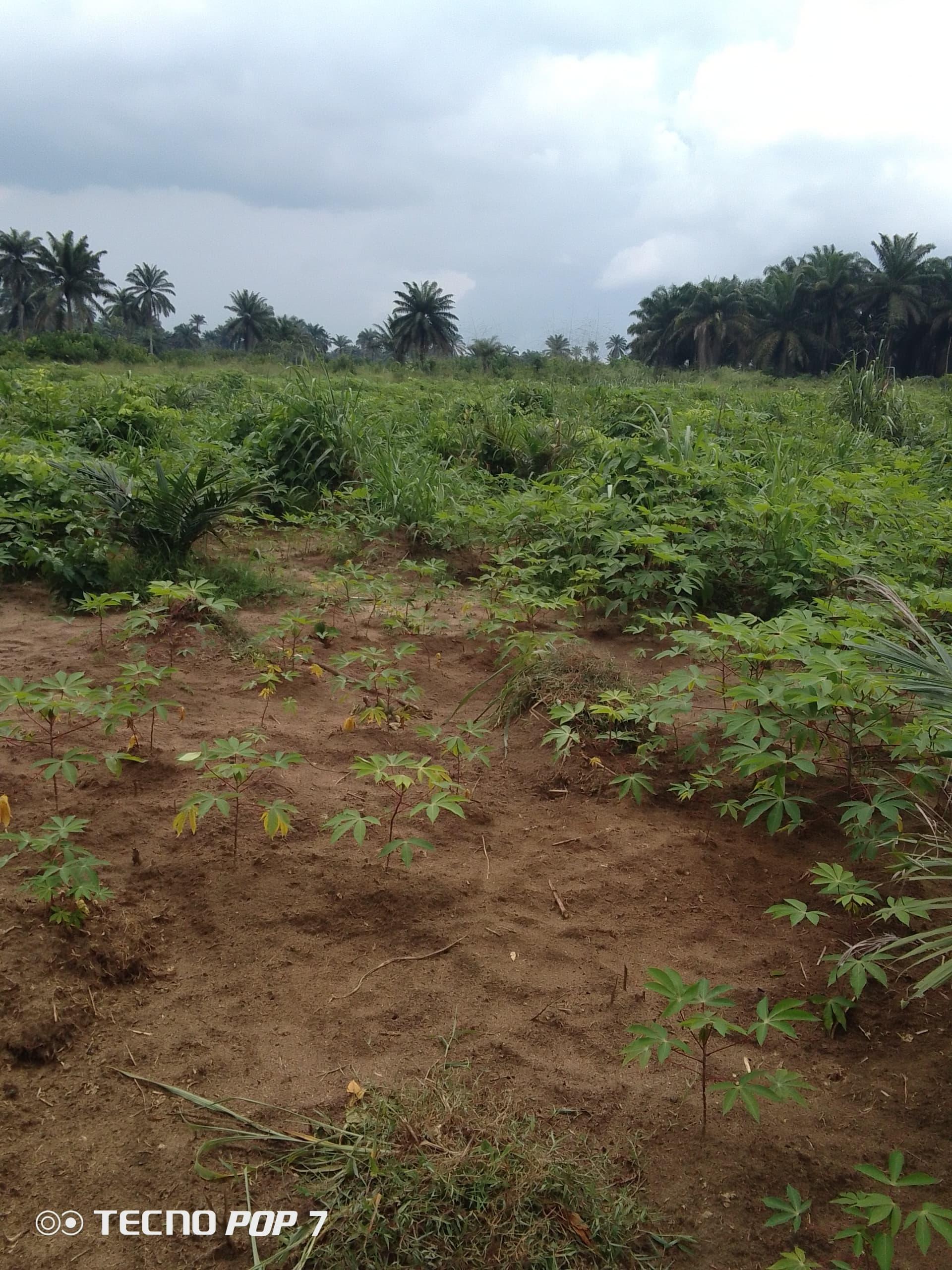 Young palm plantation for sale in Asa