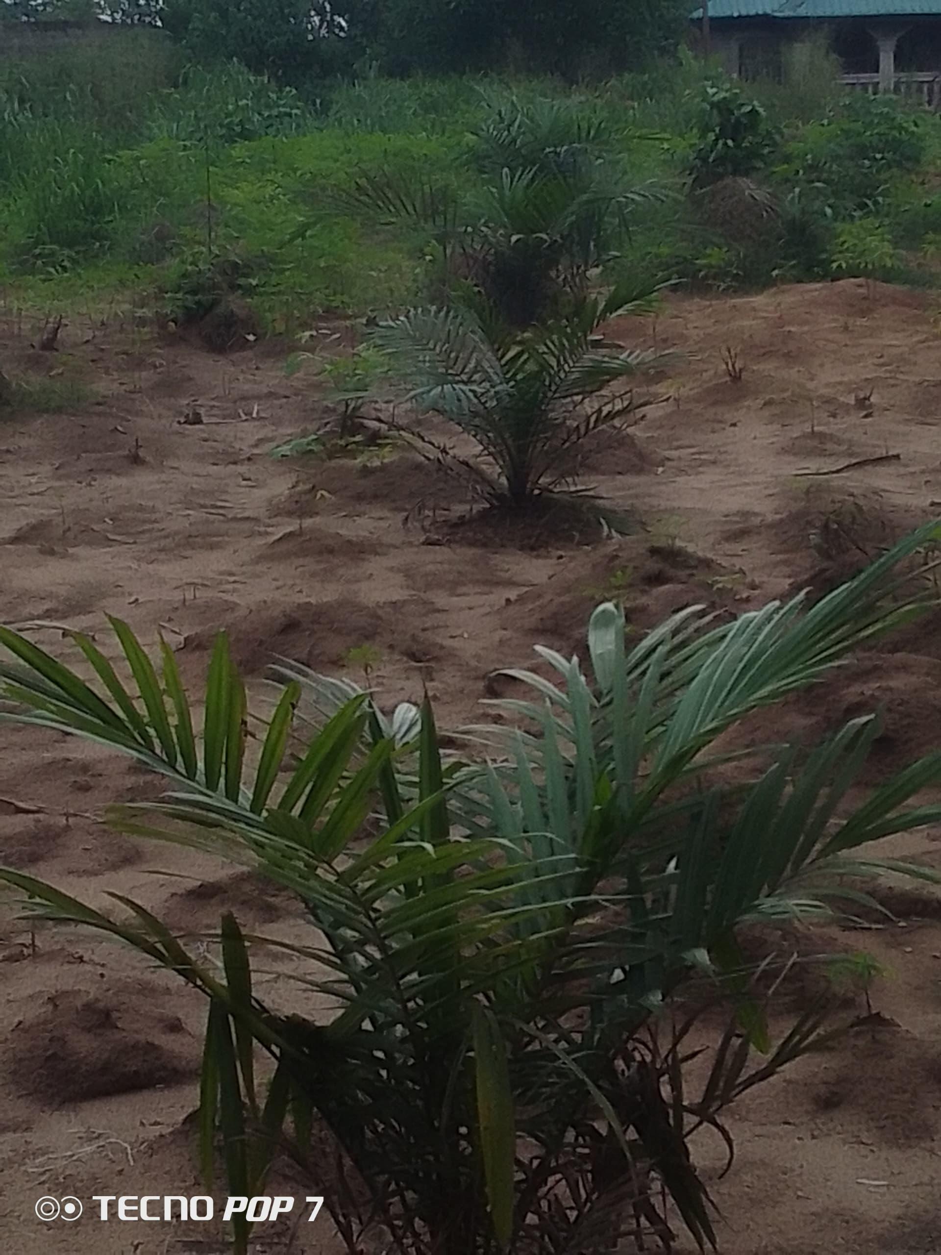 Young palm plantation for sale in Asa