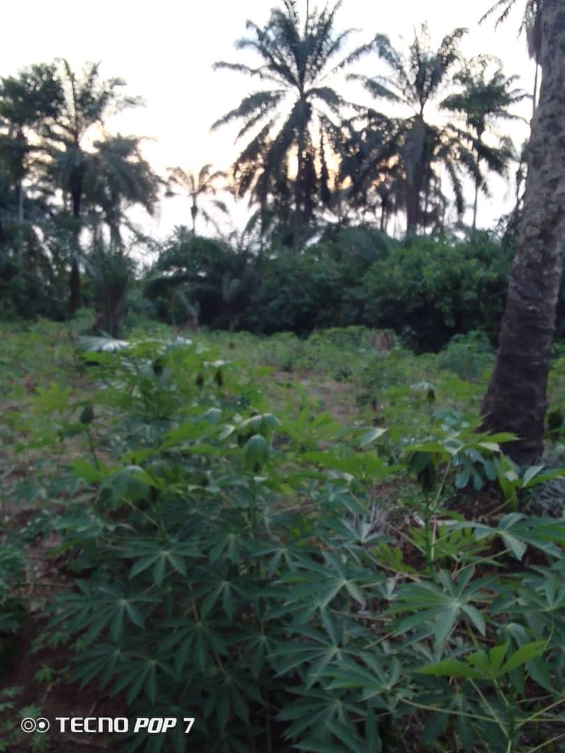 22 PLOTS FERTILE LAND FOR SALE