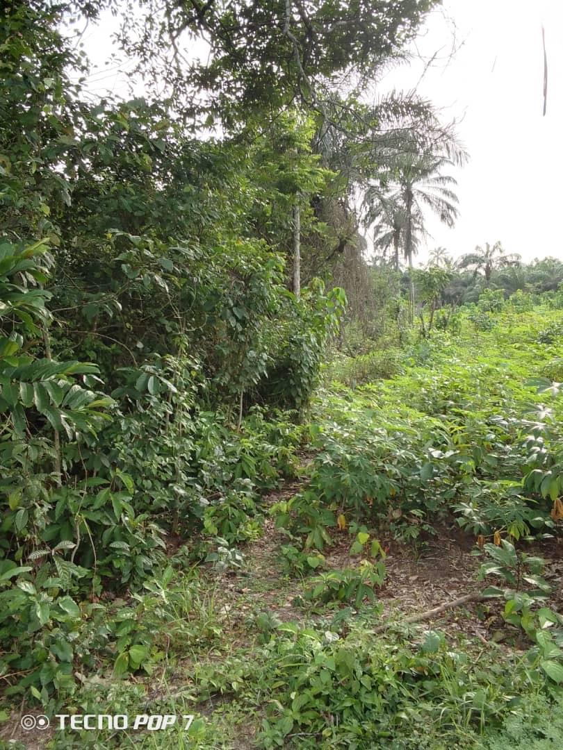 Virgin Land for sale