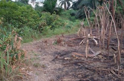 22 PLOTS FERTILE LAND FOR SALE
