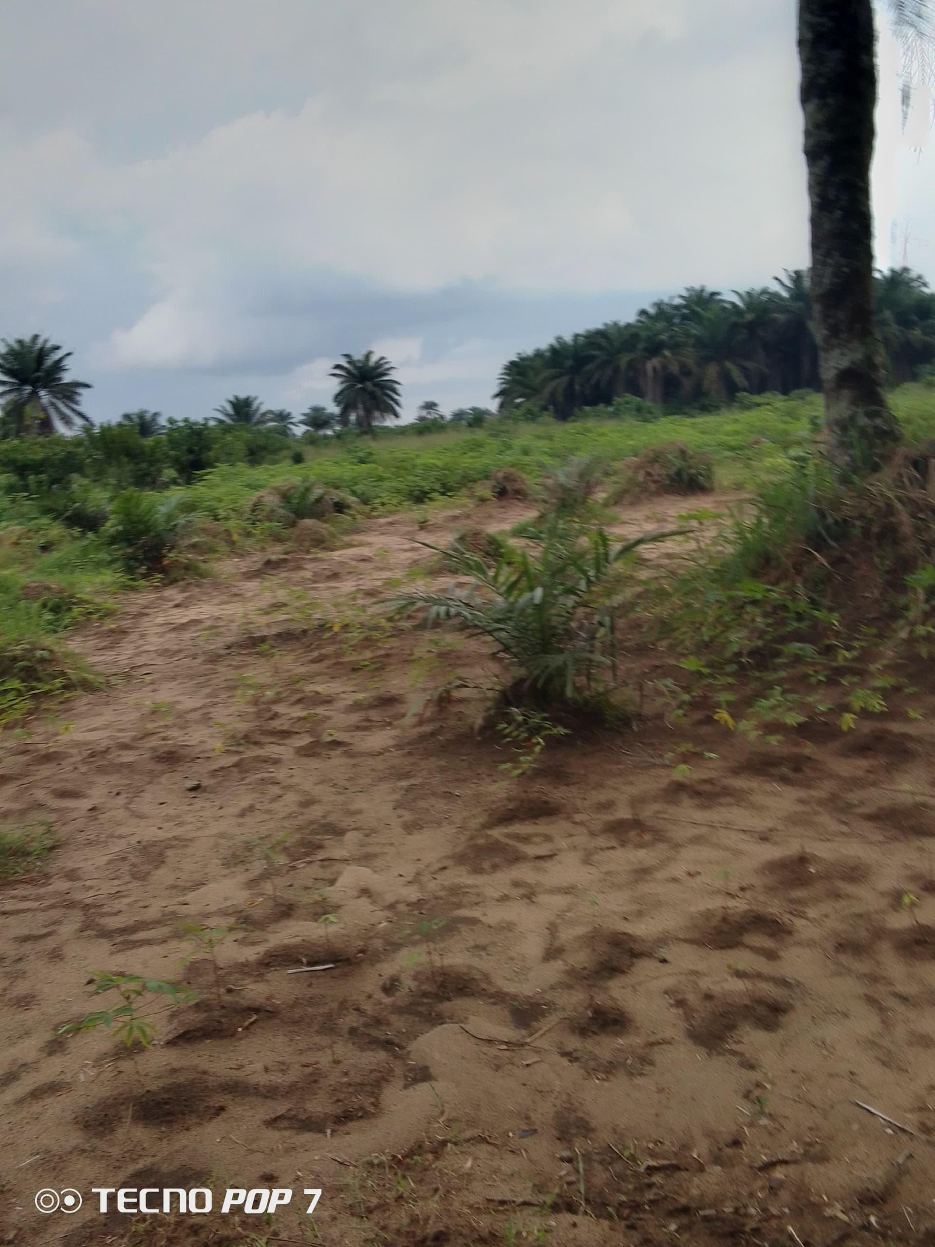 Young palm plantation for sale in Asa
