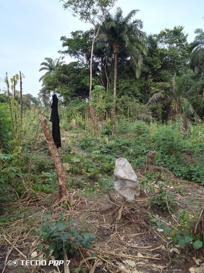 Virgin Land for sale