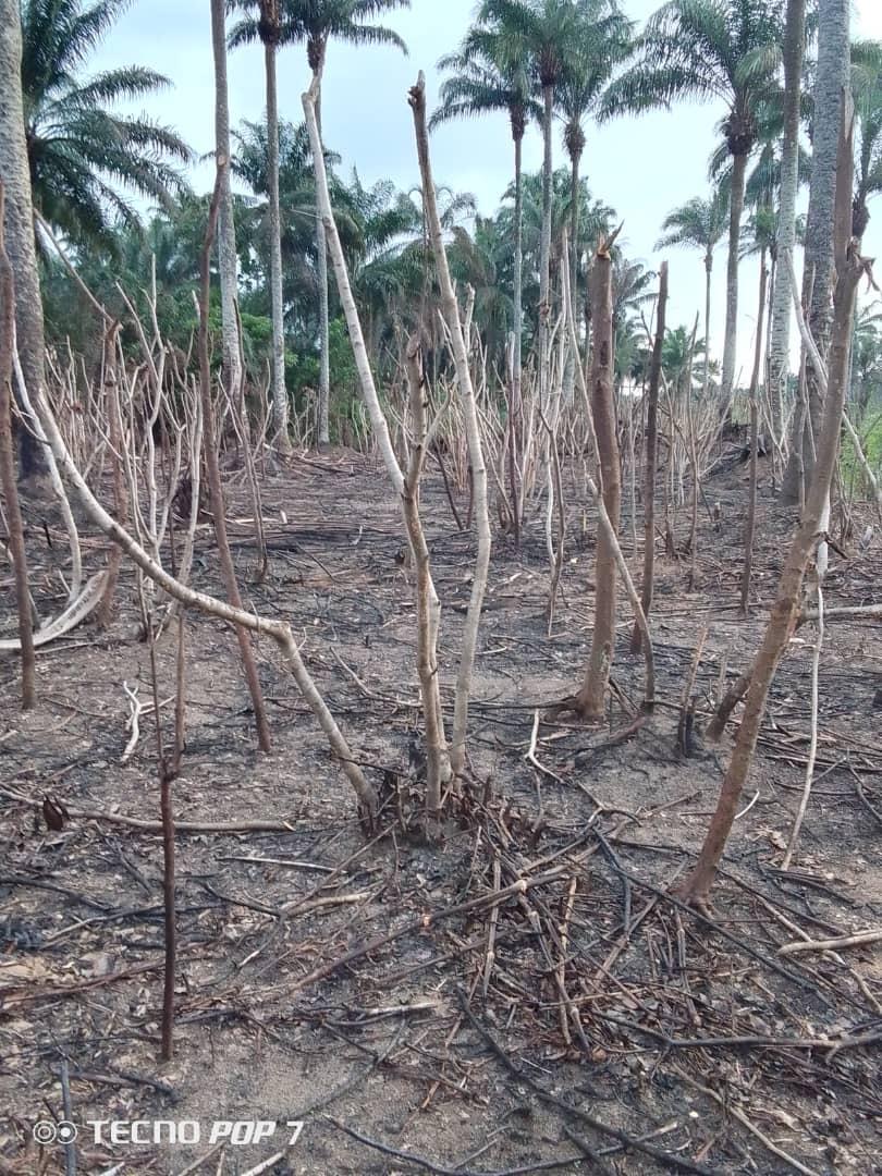 22 PLOTS FERTILE LAND FOR SALE
