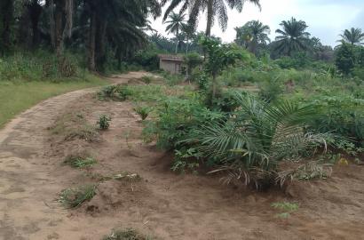 Young palm plantation for sale in Asa
