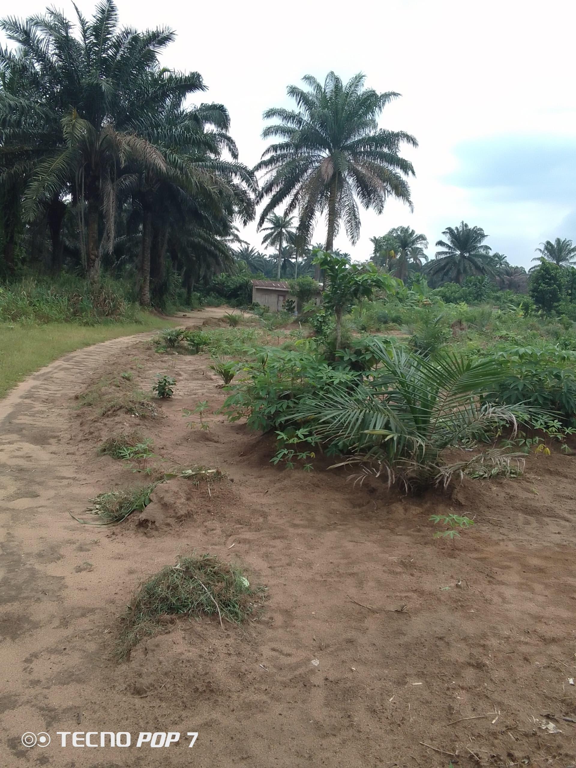 Young palm plantation for sale in Asa