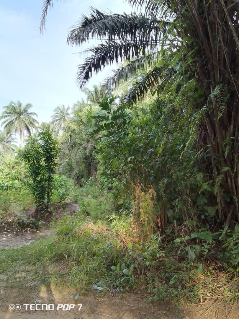 Virgin Land for sale
