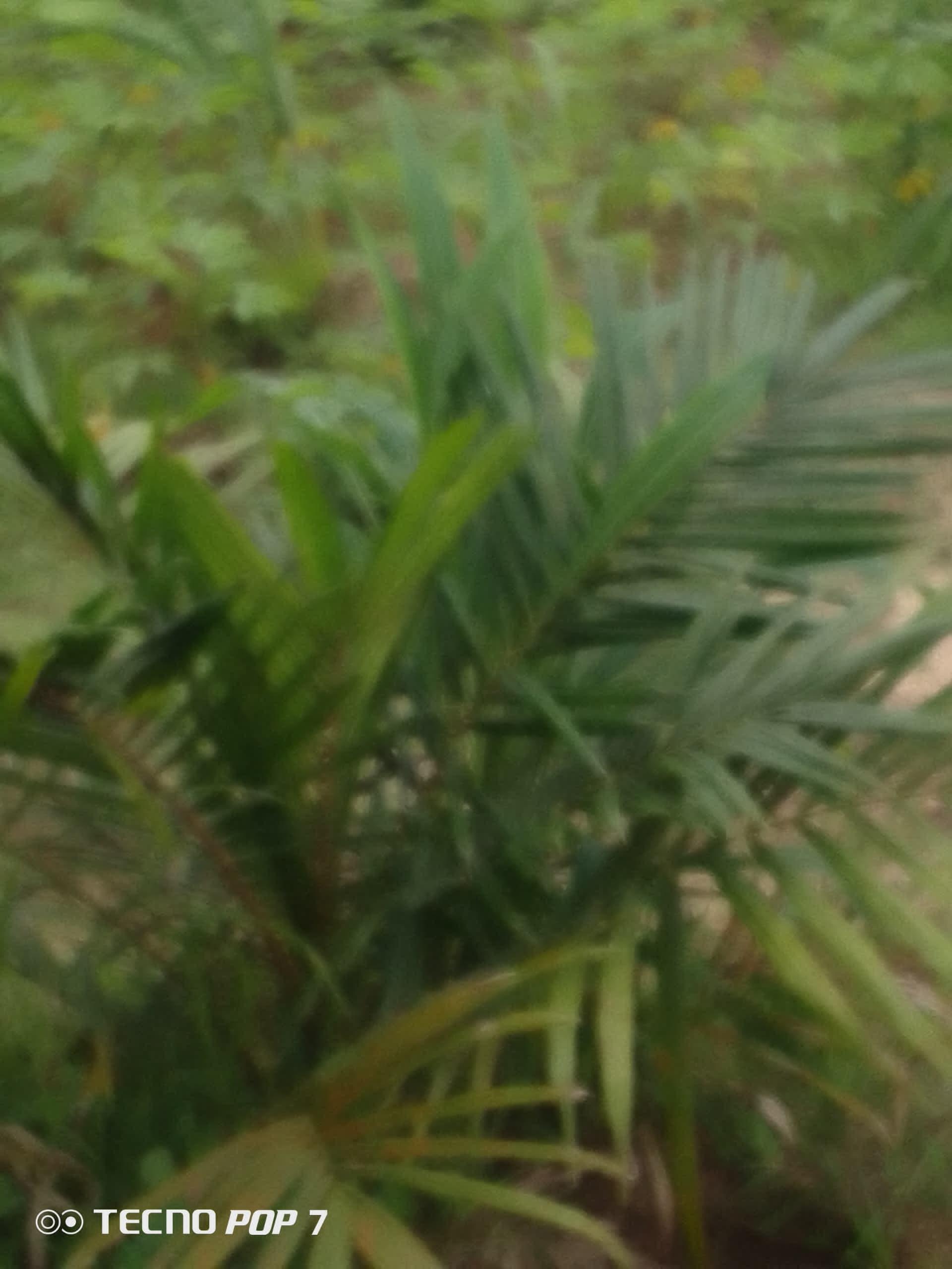 Young palm plantation for sale in Asa
