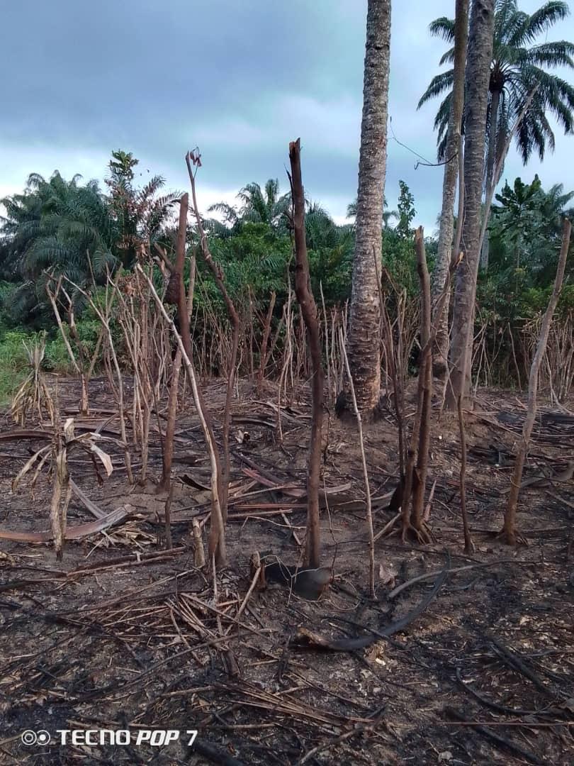 22 PLOTS FERTILE LAND FOR SALE