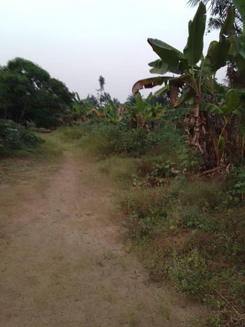 A fish and poultry farm occupying 20 plots of land for lease in Asa